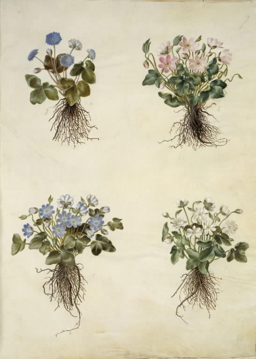 Anémona hepatica (anémona azul) de Hans Simon Holtzbecker