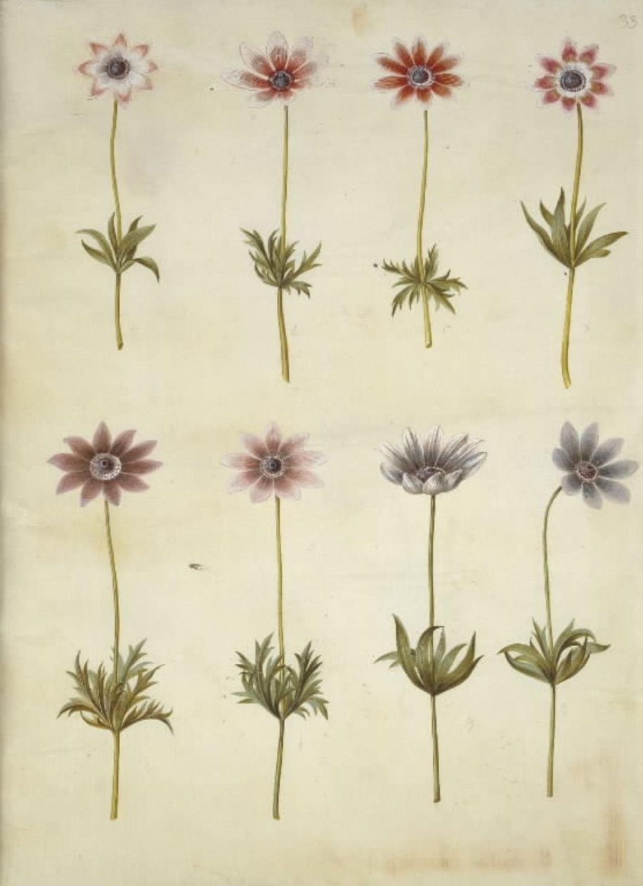 Anemone pavonina (anémona de pavo real) de Hans Simon Holtzbecker