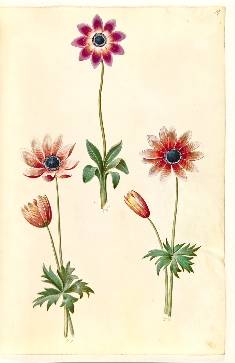 Anemone pavonina (anémona de pavo real) de Hans Simon Holtzbecker