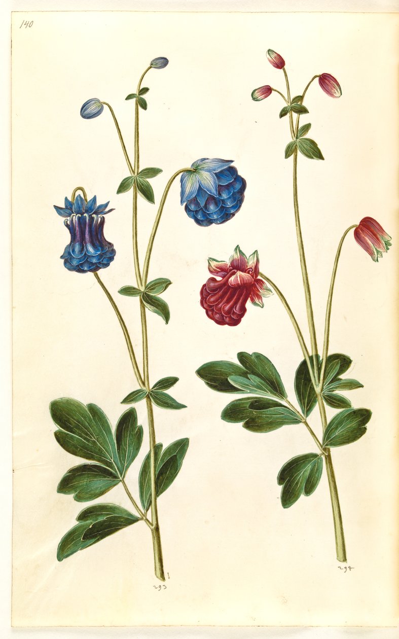 Aquilegia vulgaris (aguileña común) de Hans Simon Holtzbecker
