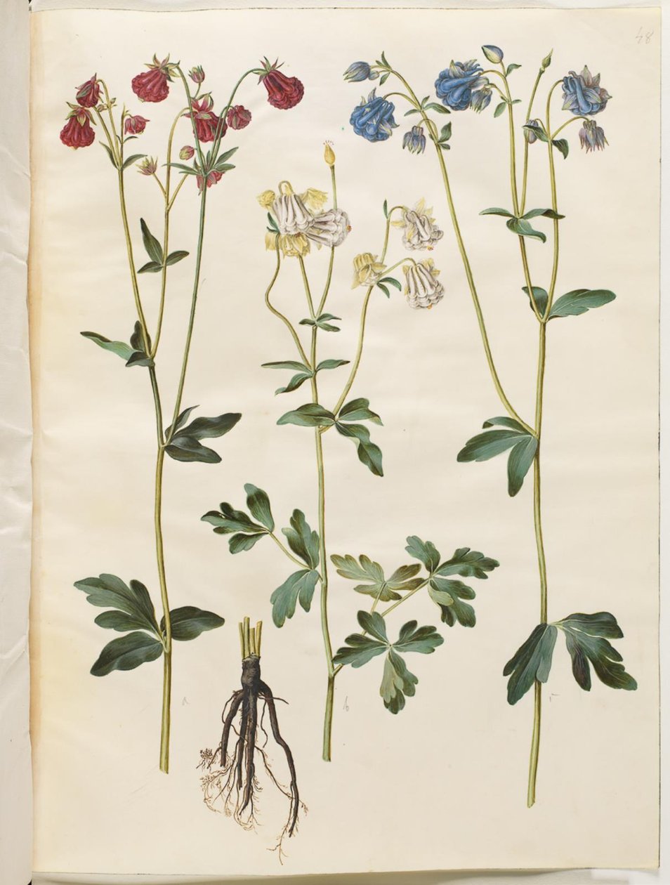 Aquilegia vulgaris (aguileña común) de Hans Simon Holtzbecker