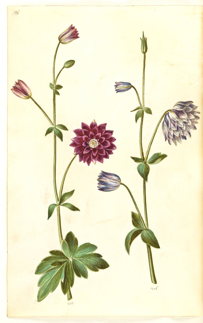 Aquilegia vulgaris (akeleje común) de Hans Simon Holtzbecker