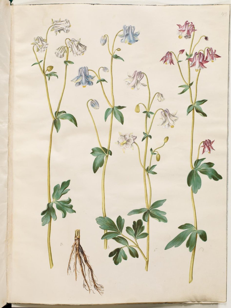 Aquilegia vulgaris (aguileña común) de Hans Simon Holtzbecker