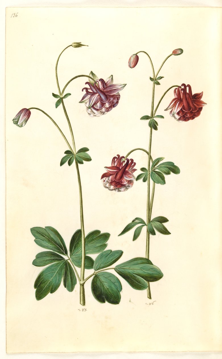Aquilegia vulgaris (aguileña común) de Hans Simon Holtzbecker