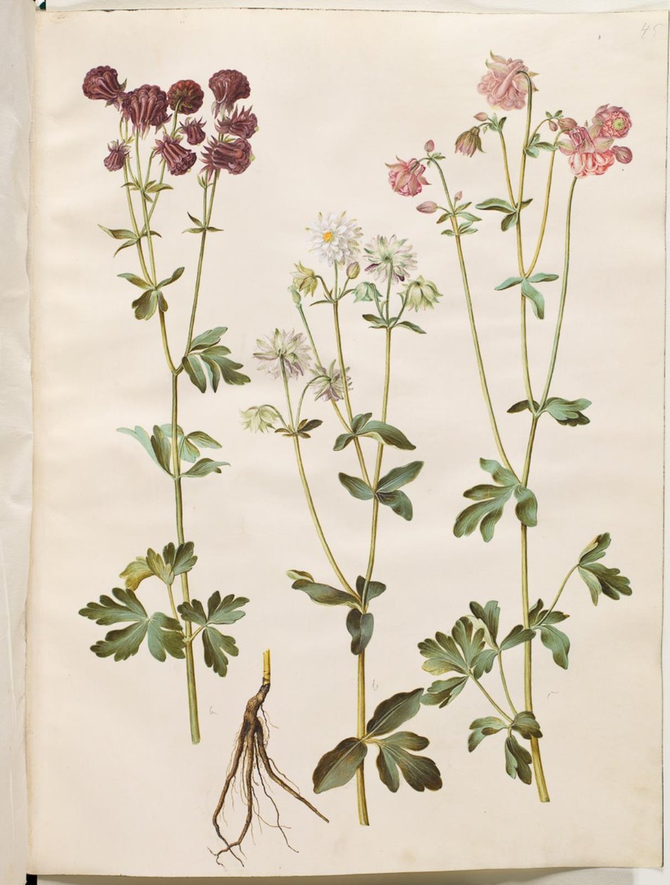 Aquilegia vulgaris (aguileña común) de Hans Simon Holtzbecker