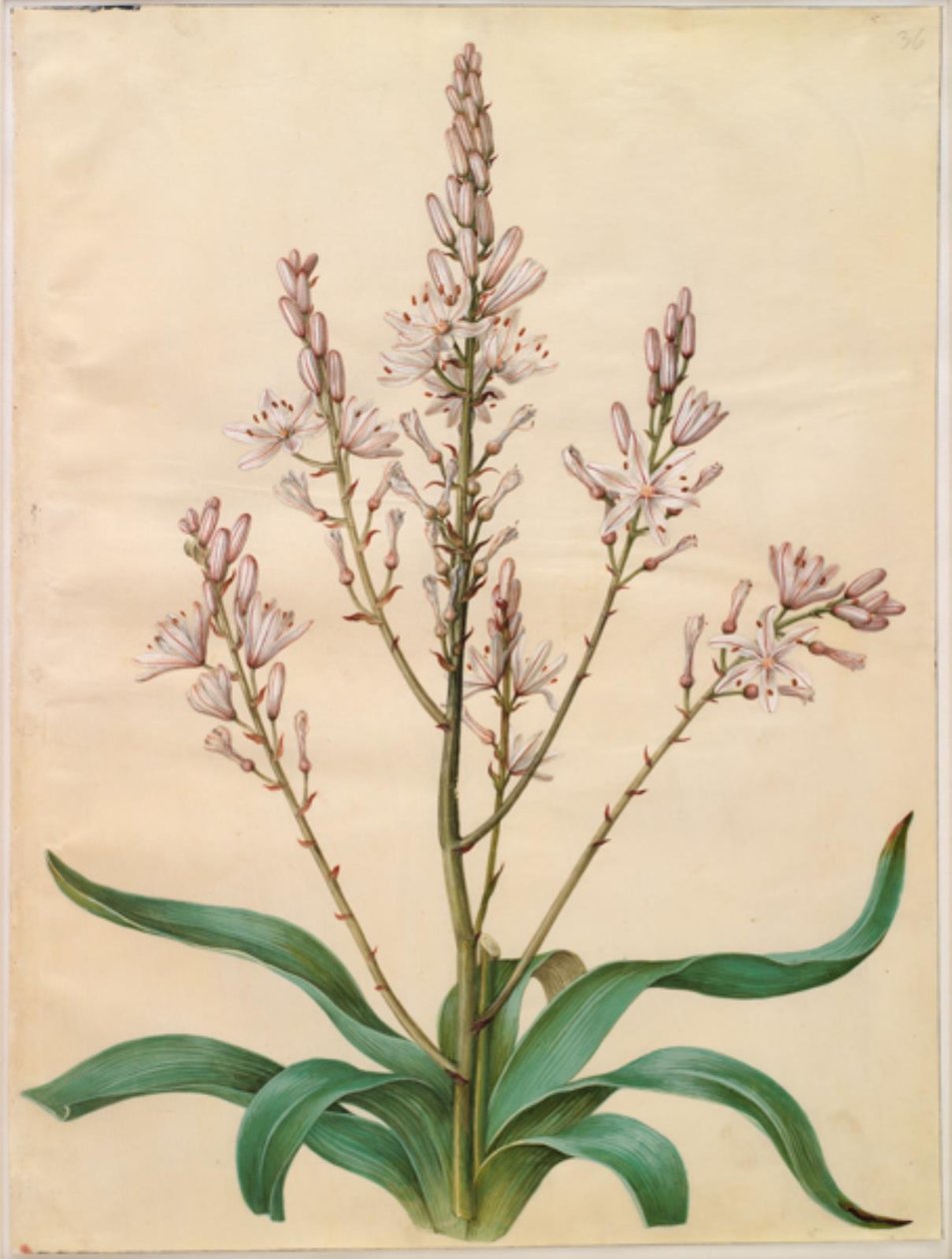 Asphodelus ramosus (asfódelo ramificado) de Hans Simon Holtzbecker
