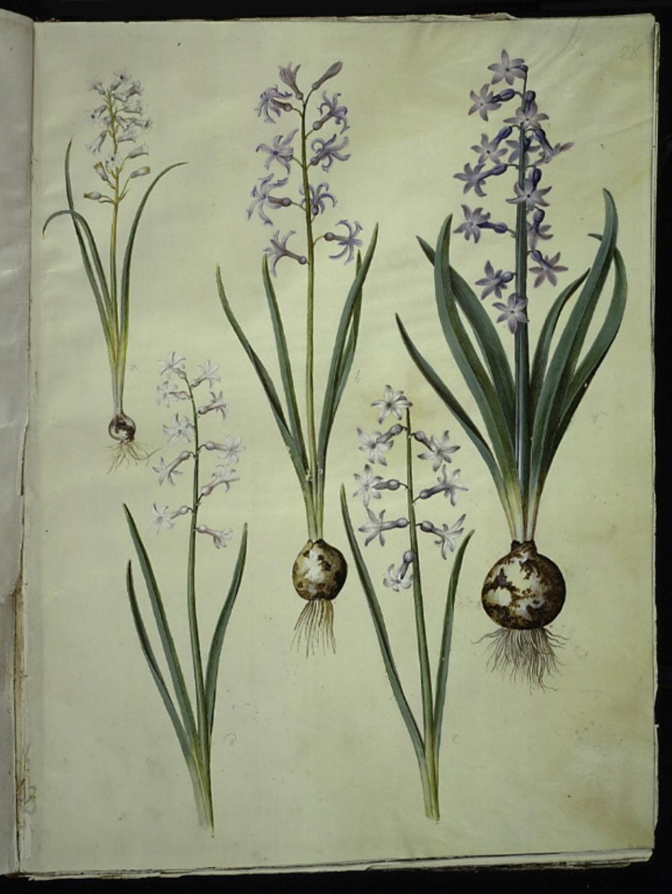 Brimeura amethystina (jacinto pirenaico); Hyacinthus orientalis (jacinto común) de Hans Simon Holtzbecker