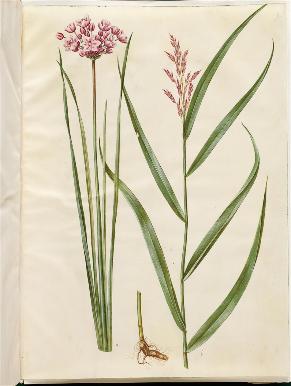 Butomus umbellatus (brudelys); Phragmites australis (caña común) de Hans Simon Holtzbecker