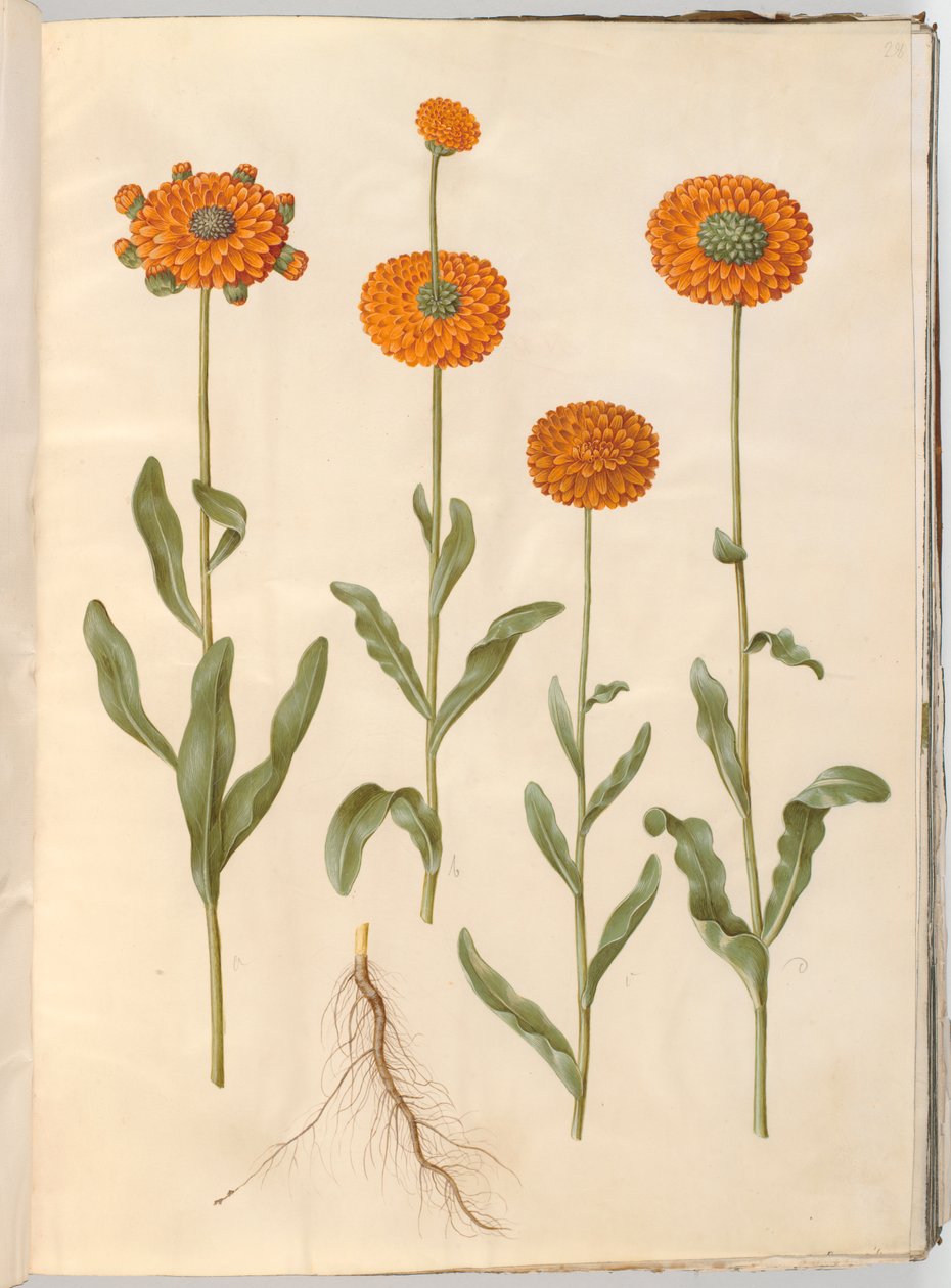 Calendula officinalis de Hans Simon Holtzbecker