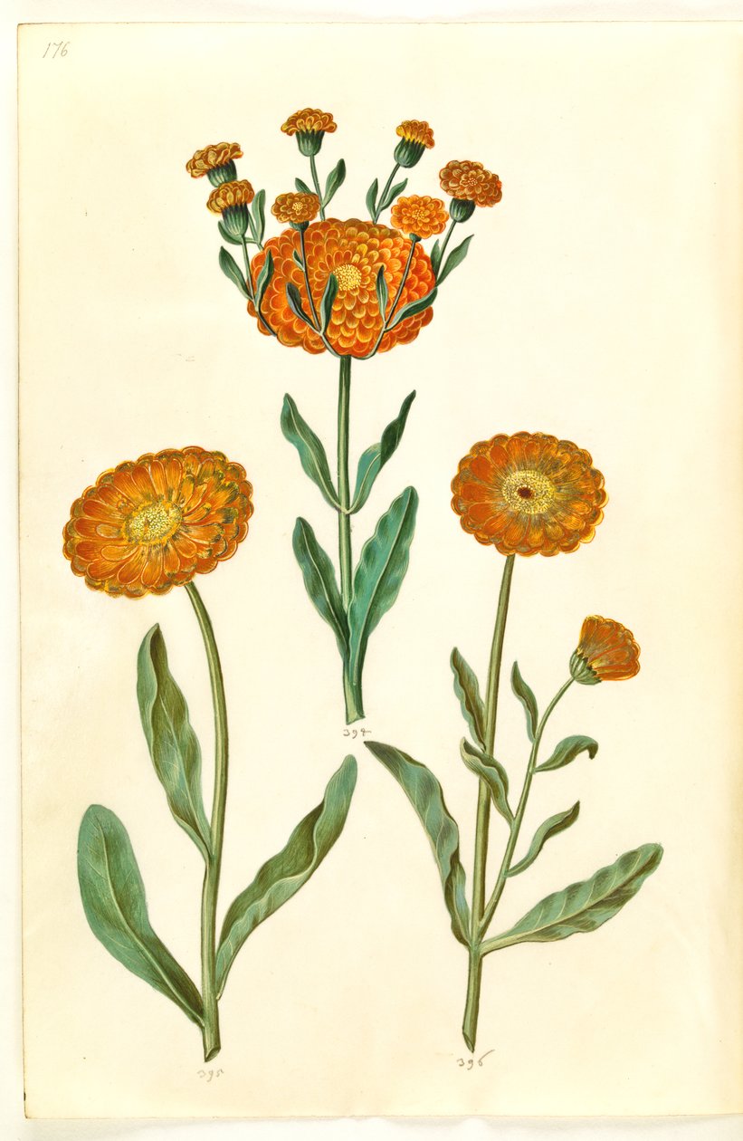 Calendula officinalis (caléndula) de Hans Simon Holtzbecker