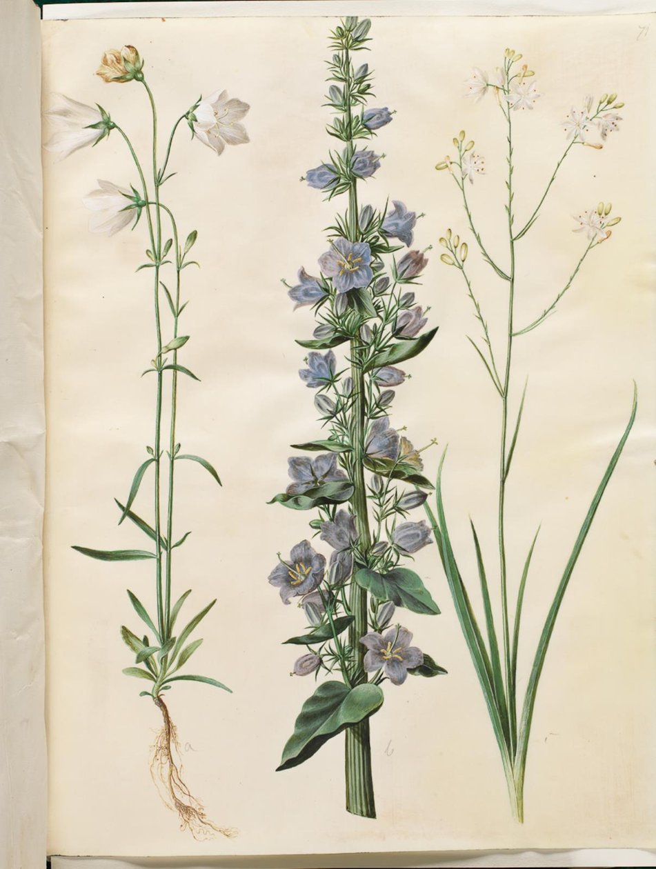 Campanula persicifolia (campanilla de hoja estrecha); Campanula pyramidalis (campanilla piramidal); Anthericum ramosum (hierba araña ramificada) de Hans Simon Holtzbecker