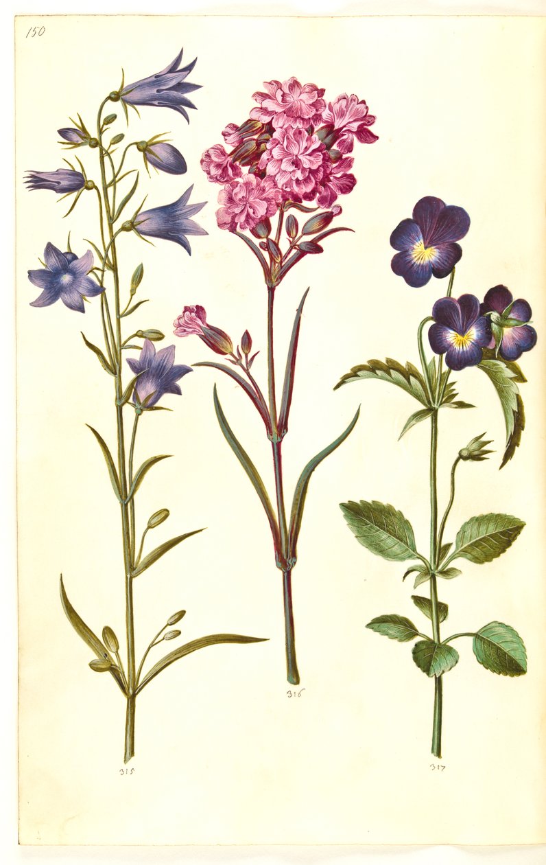 Campanula rotundifolia (campanilla); Silene viscaria (clavel común); Viola tricolor (pensamiento) de Hans Simon Holtzbecker
