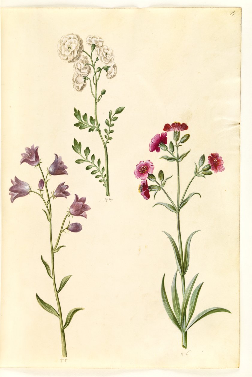 Cardamine pratensis (berro de prado); Campanula rotundifolia (?) (campanilla); Silene vulgaris (?) (colleja) de Hans Simon Holtzbecker