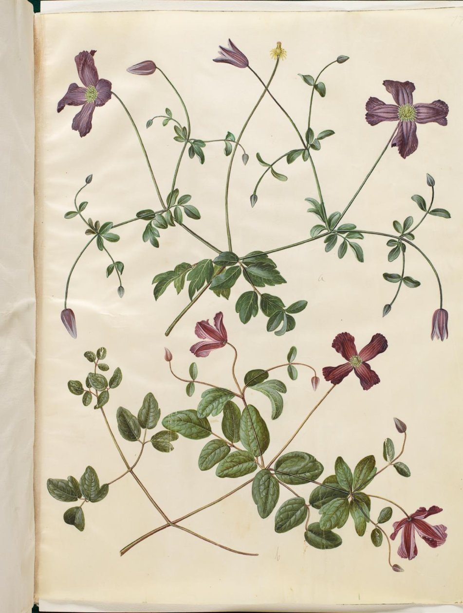 Clematis viticella de Hans Simon Holtzbecker