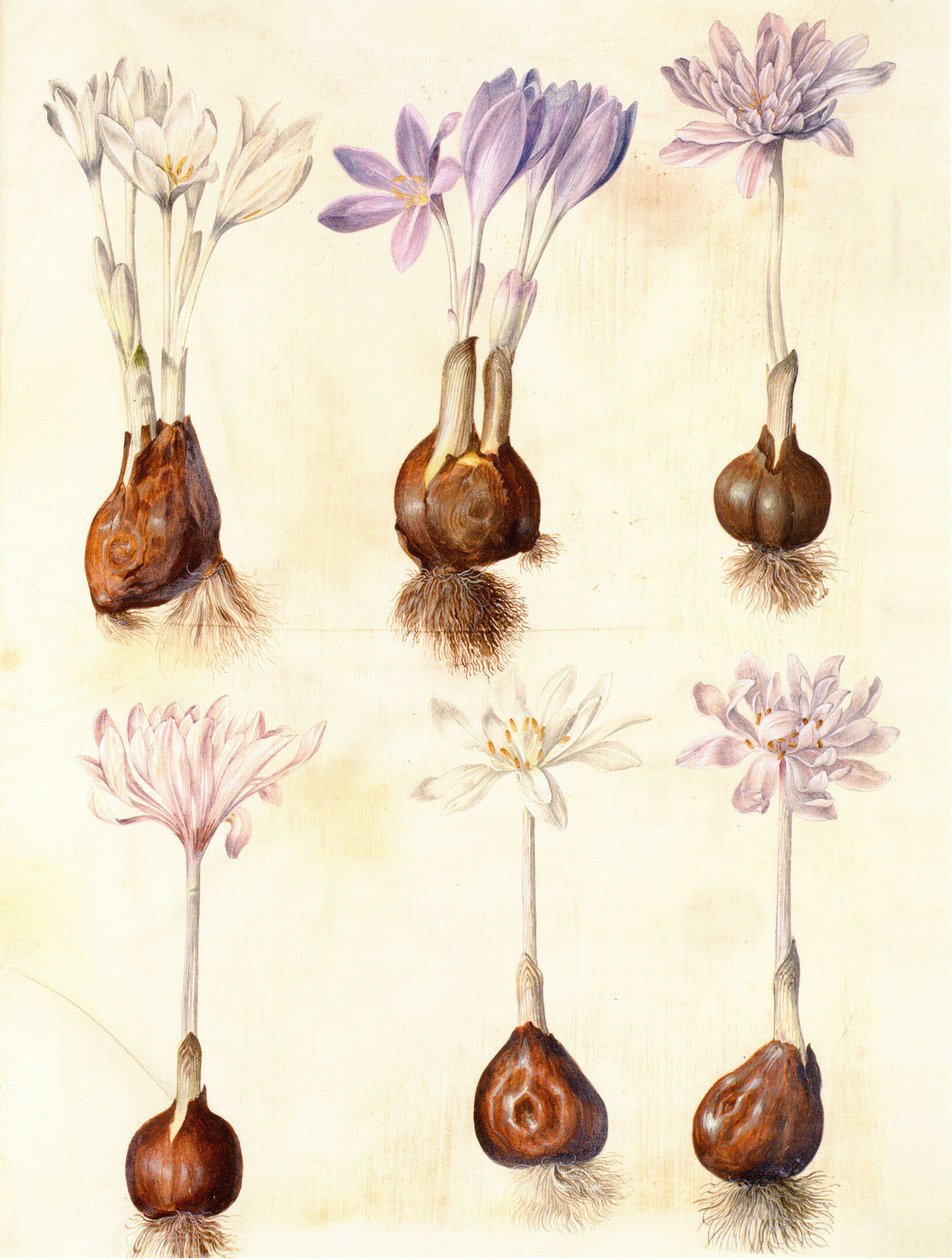 Colchicum autumnale de Hans Simon Holtzbecker