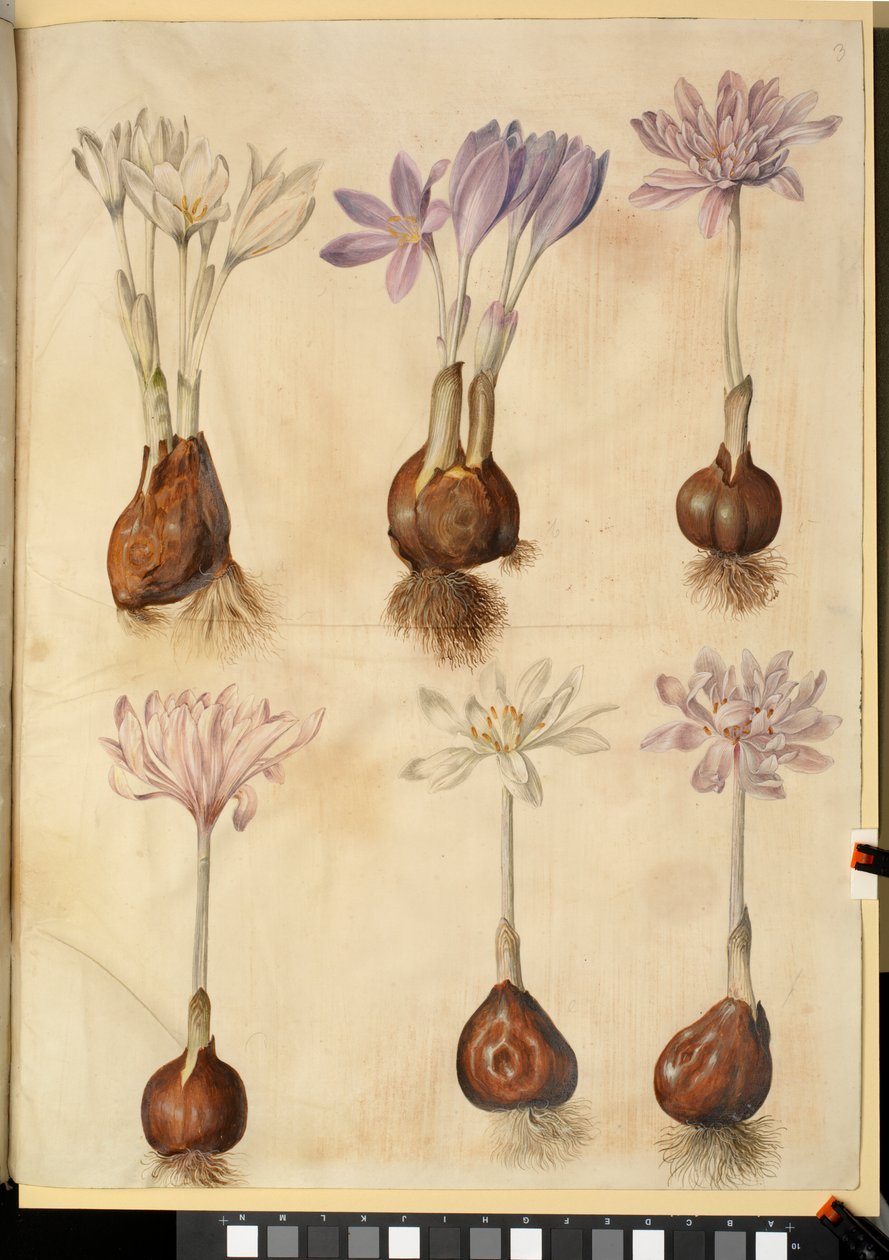 Colchicum autumnale de Hans Simon Holtzbecker