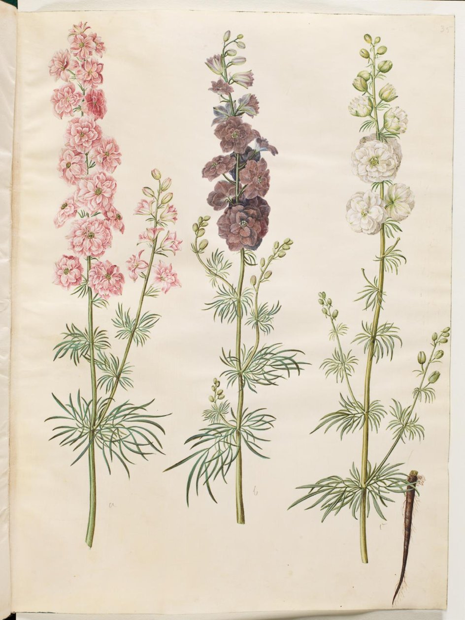 Consolida ajacis (espuela de caballero) de Hans Simon Holtzbecker