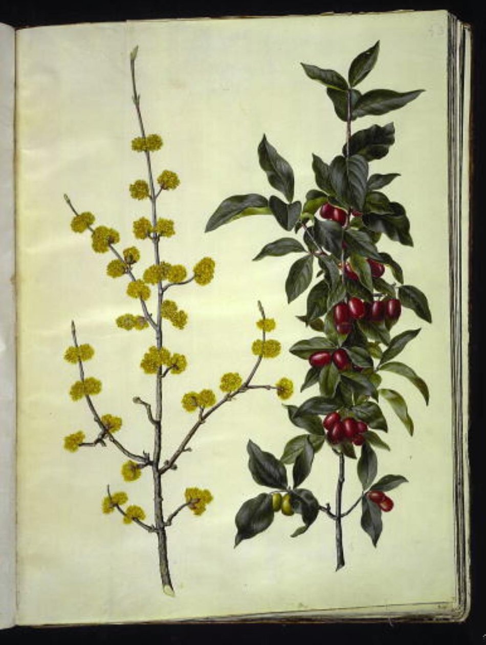 Cornus mas (cornejo cerezo) de Hans Simon Holtzbecker