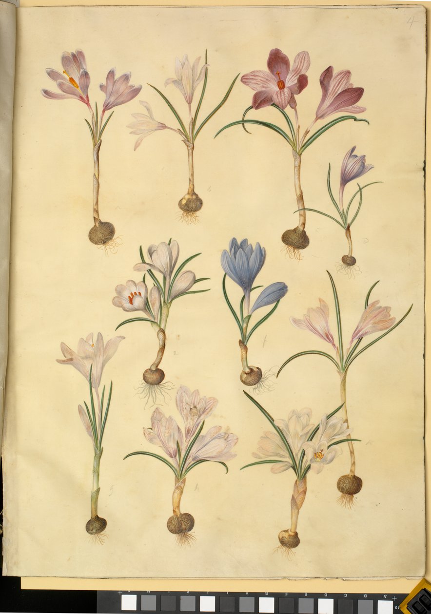 Crocus vernus (azafrán silvestre) de Hans Simon Holtzbecker