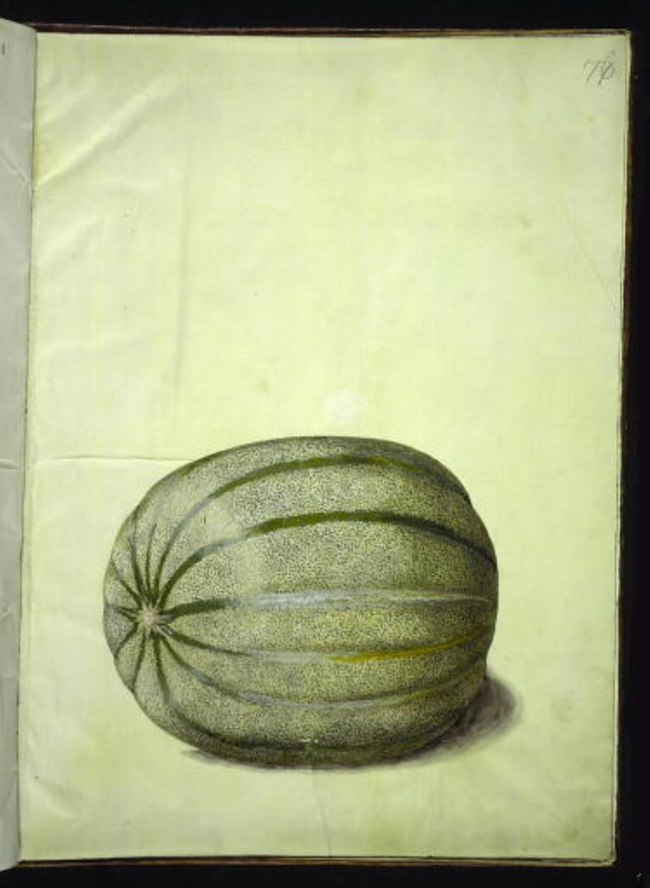 Cucumis melo (melón) de Hans Simon Holtzbecker