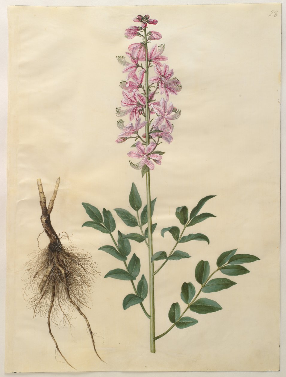 Danés: Dictamnus albus (dictam blanco) Dictamnus albus de Hans Simon Holtzbecker