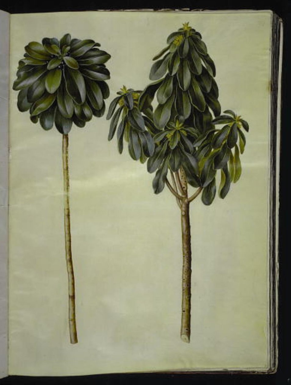 Daphne laureola (laurel-dafne) de Hans Simon Holtzbecker