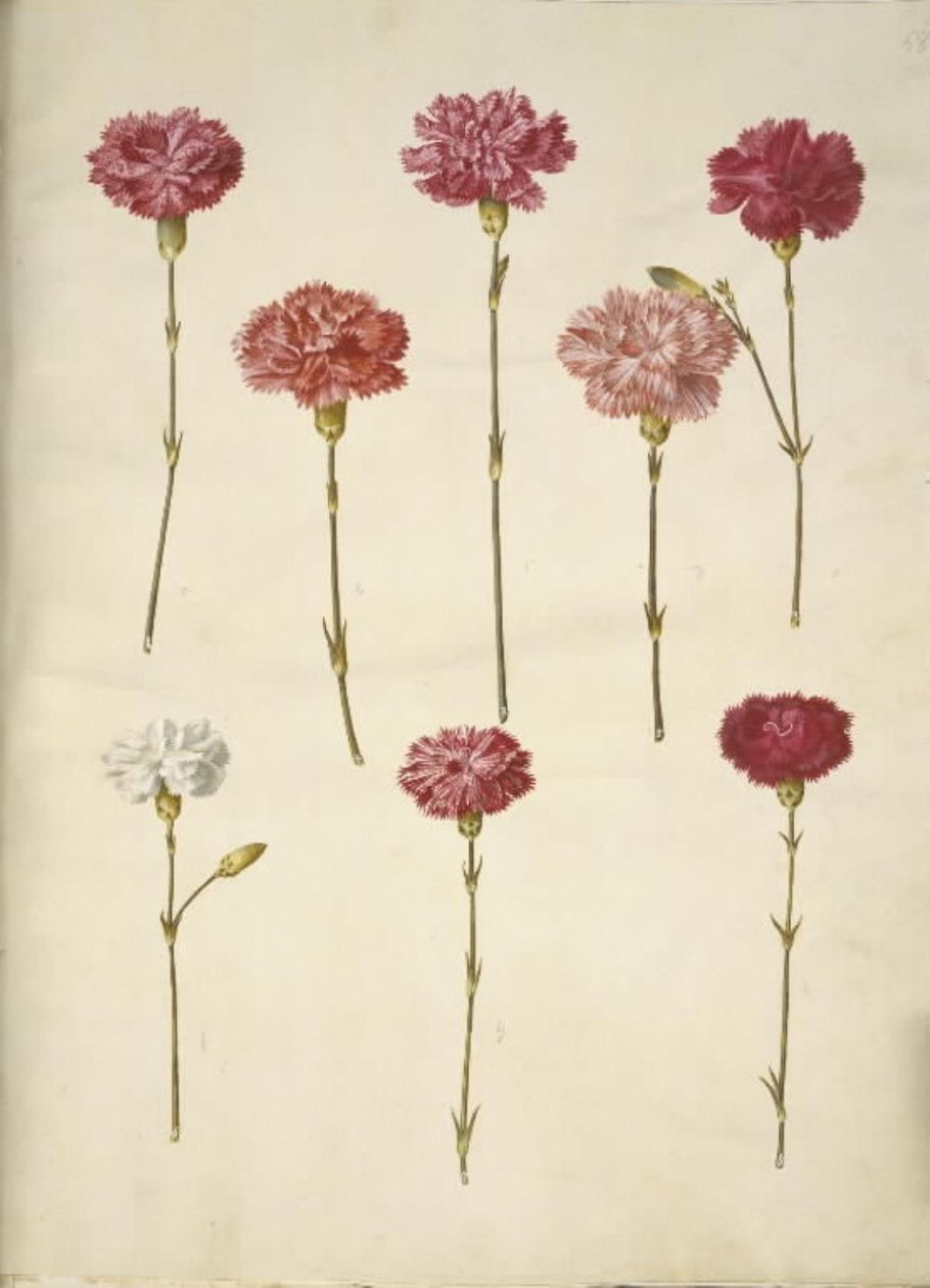 Dianthus caryophyllus (clavel) de Hans Simon Holtzbecker