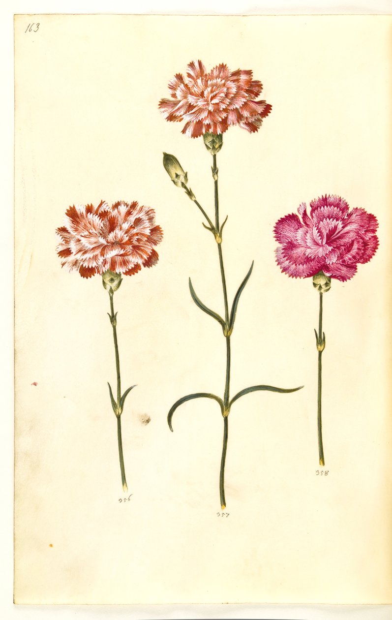 Dianthus caryophyllus de Hans Simon Holtzbecker