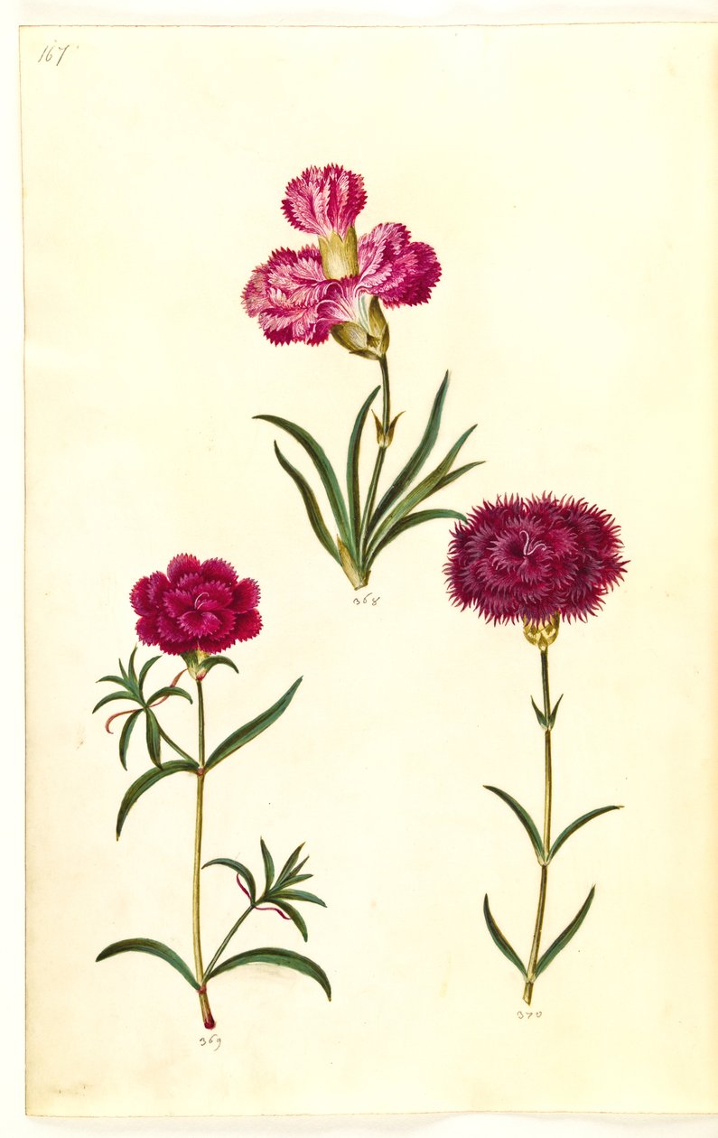Dianthus caryophyllus (clavel) de Hans Simon Holtzbecker