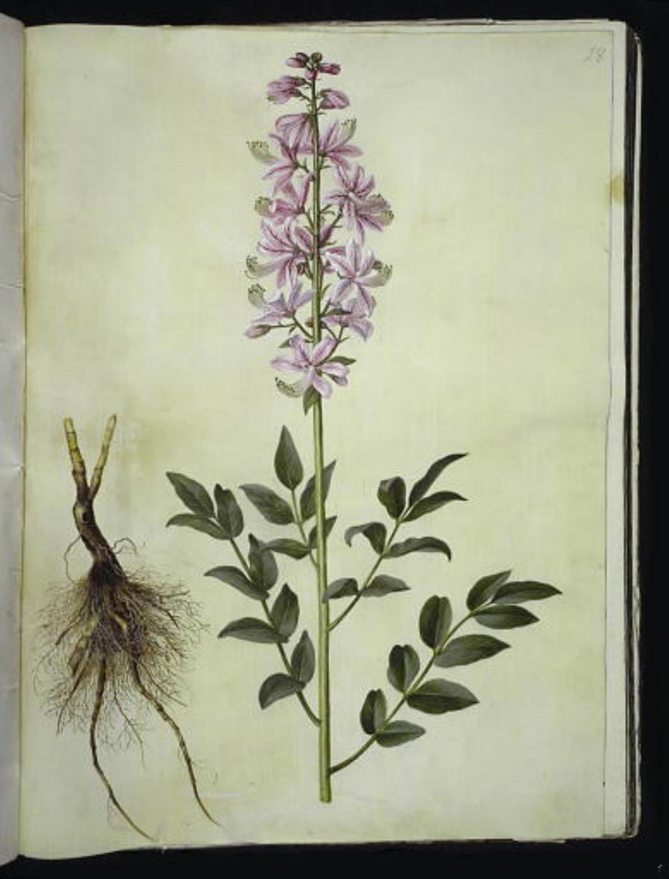 Dictamnus albus (dictamo blanco) de Hans Simon Holtzbecker