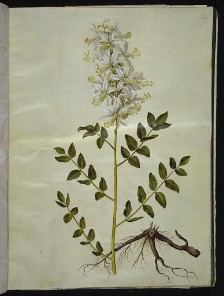 Dictamnus albus (dictamo blanco) de Hans Simon Holtzbecker