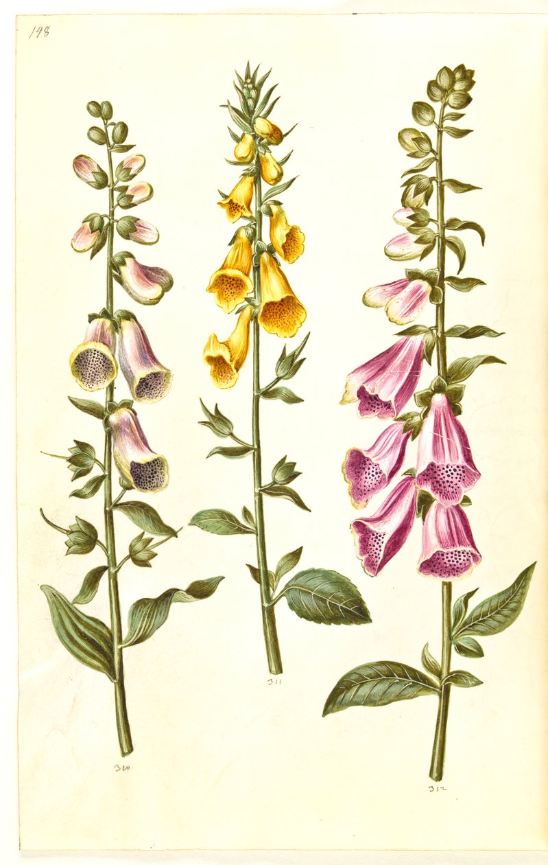 Digitalis purpurea (dedalera común); Digitalis grandiflora (dedalera de flores grandes) de Hans Simon Holtzbecker
