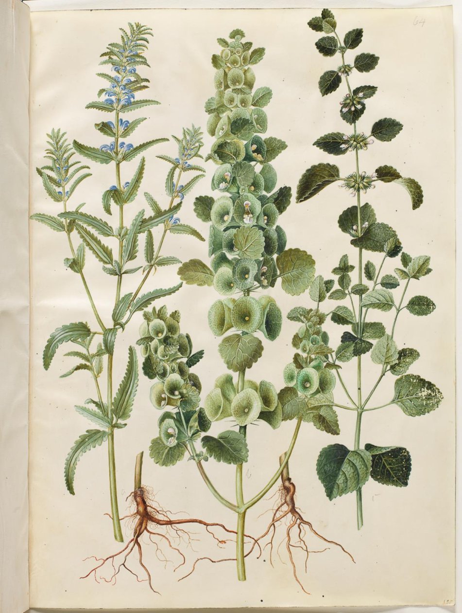 Dracocephalum moldavica; Moluccella spinosa; Melissa officinalis de Hans Simon Holtzbecker