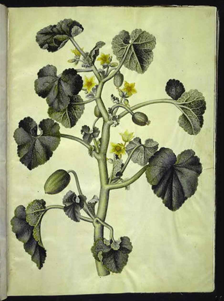Ecballium elaterium (pepino del diablo) de Hans Simon Holtzbecker