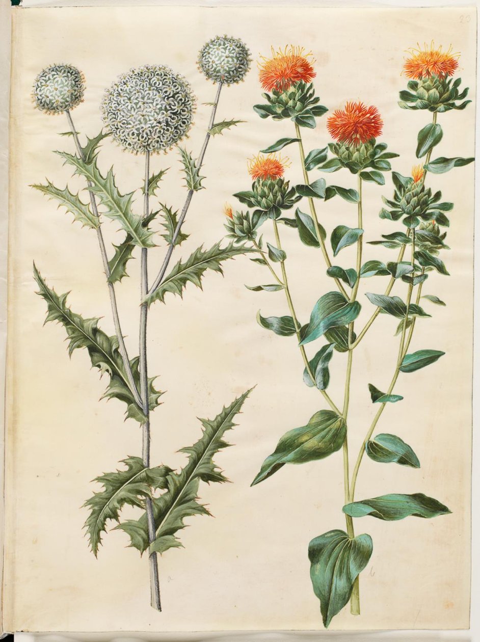 Echinops sphaerocephalus (cardo globo común); Carthamus tinctorius (cártamo amarillo) de Hans Simon Holtzbecker