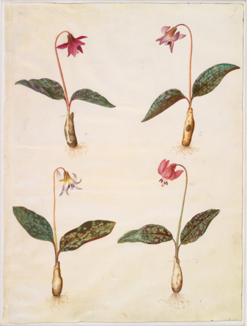 Erythronium dens-canis (diente de perro auténtico) de Hans Simon Holtzbecker