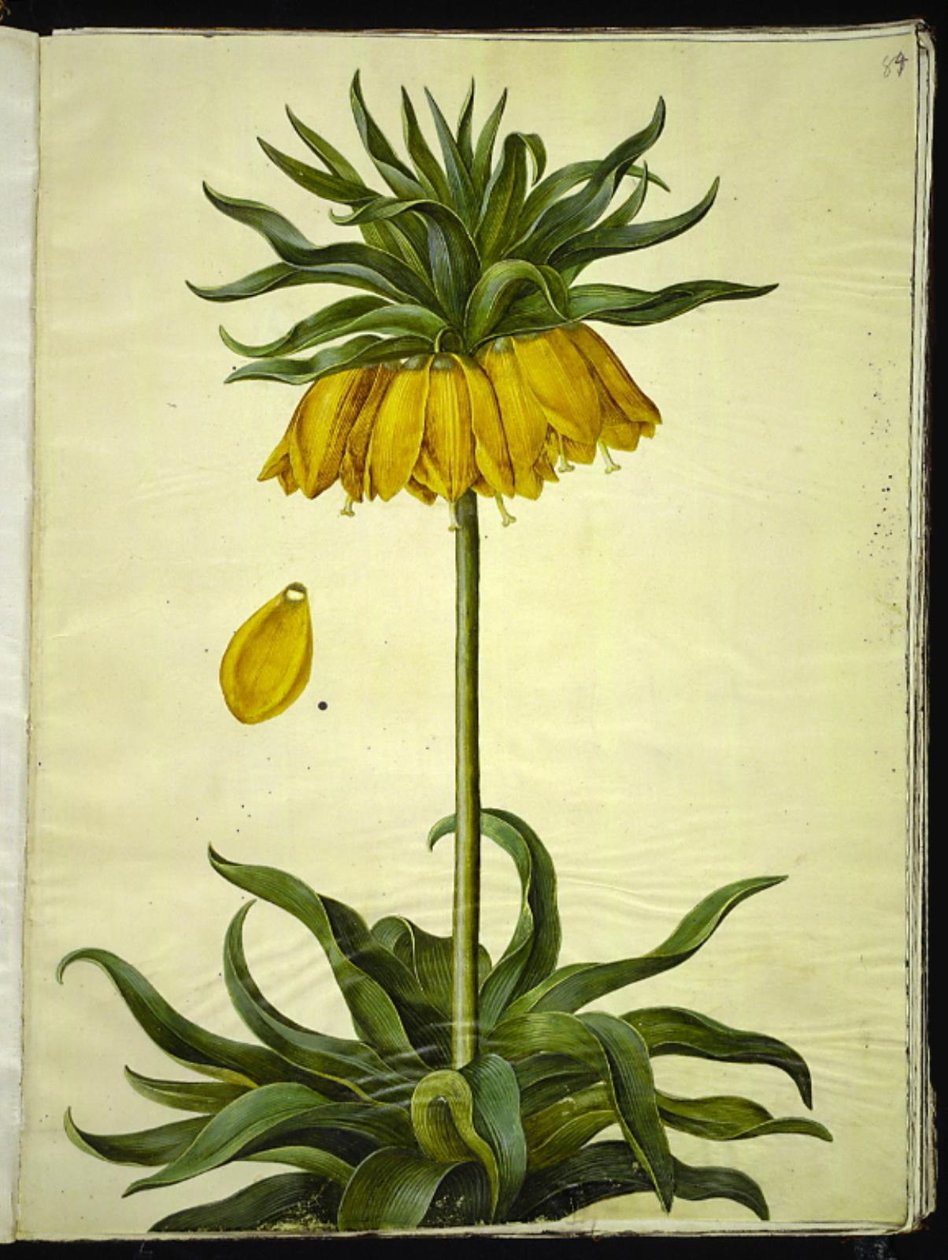 Fritillaria imperialis (corona imperial) de Hans Simon Holtzbecker
