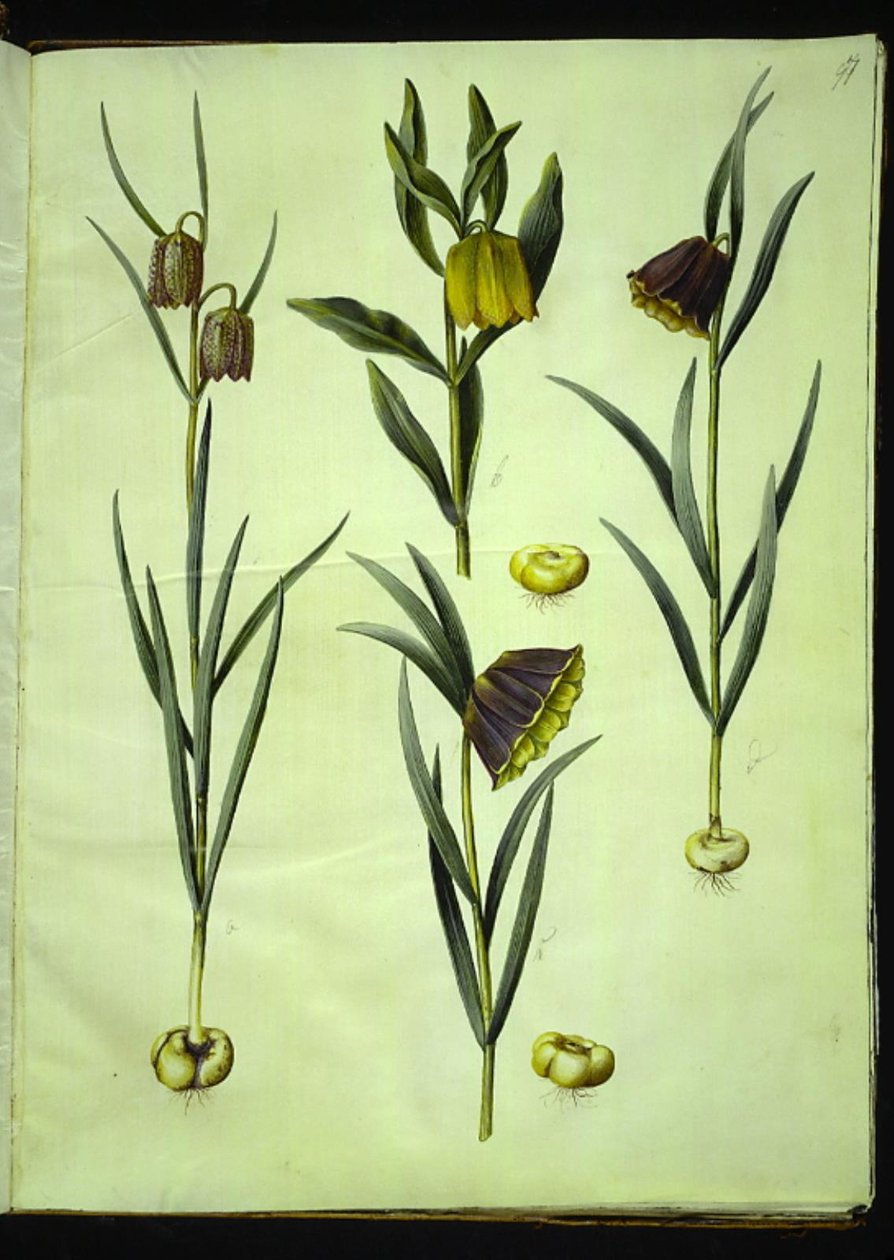 Fritillaria meleagris; Fritillaria aurea o Fritillaria tubiformis & moggridgei; Fritillaria montana de Hans Simon Holtzbecker