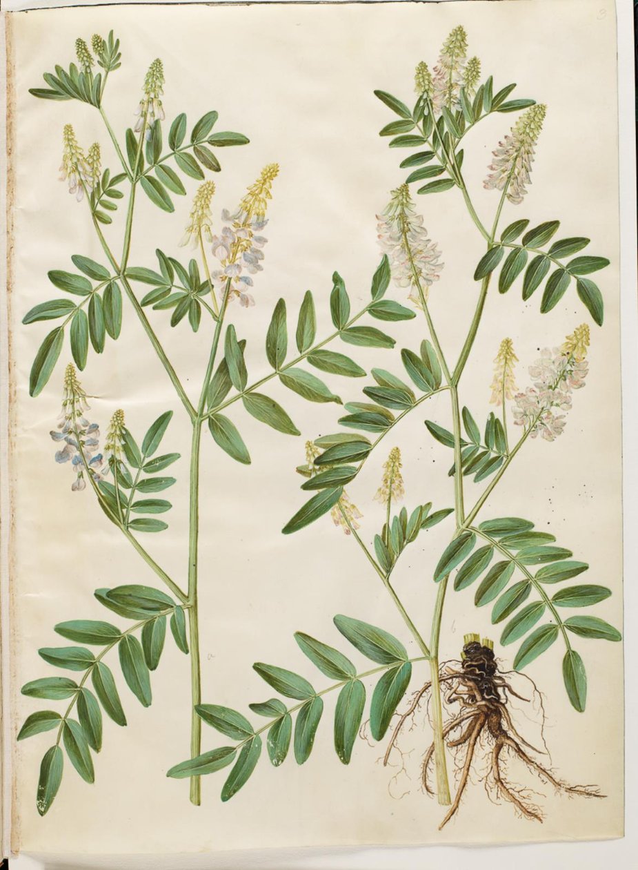 Galega officinalis (læge-stregbælg) de Hans Simon Holtzbecker