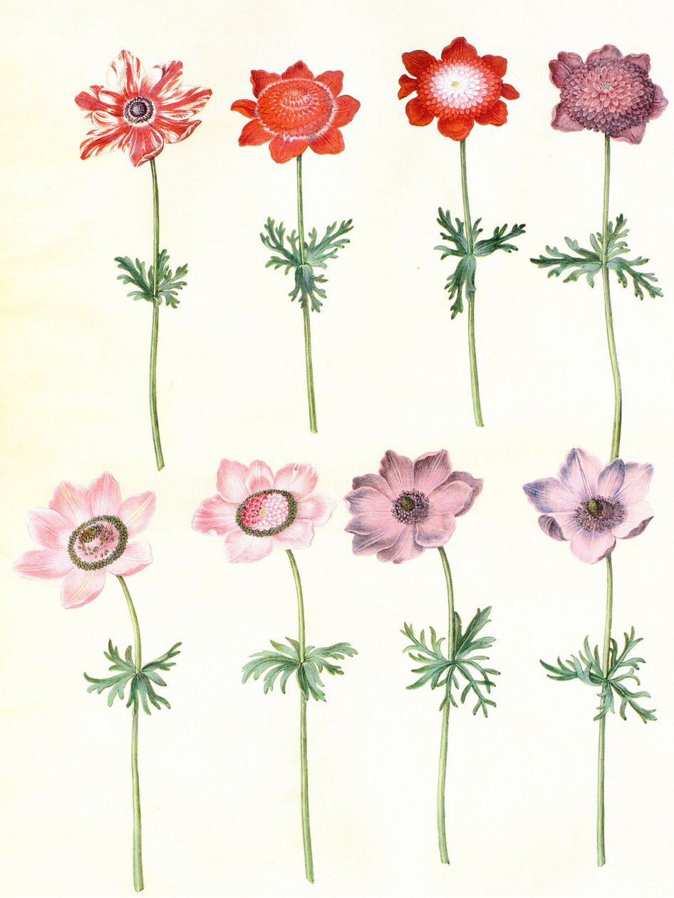 Gc25 anémona coronaria de Hans Simon Holtzbecker