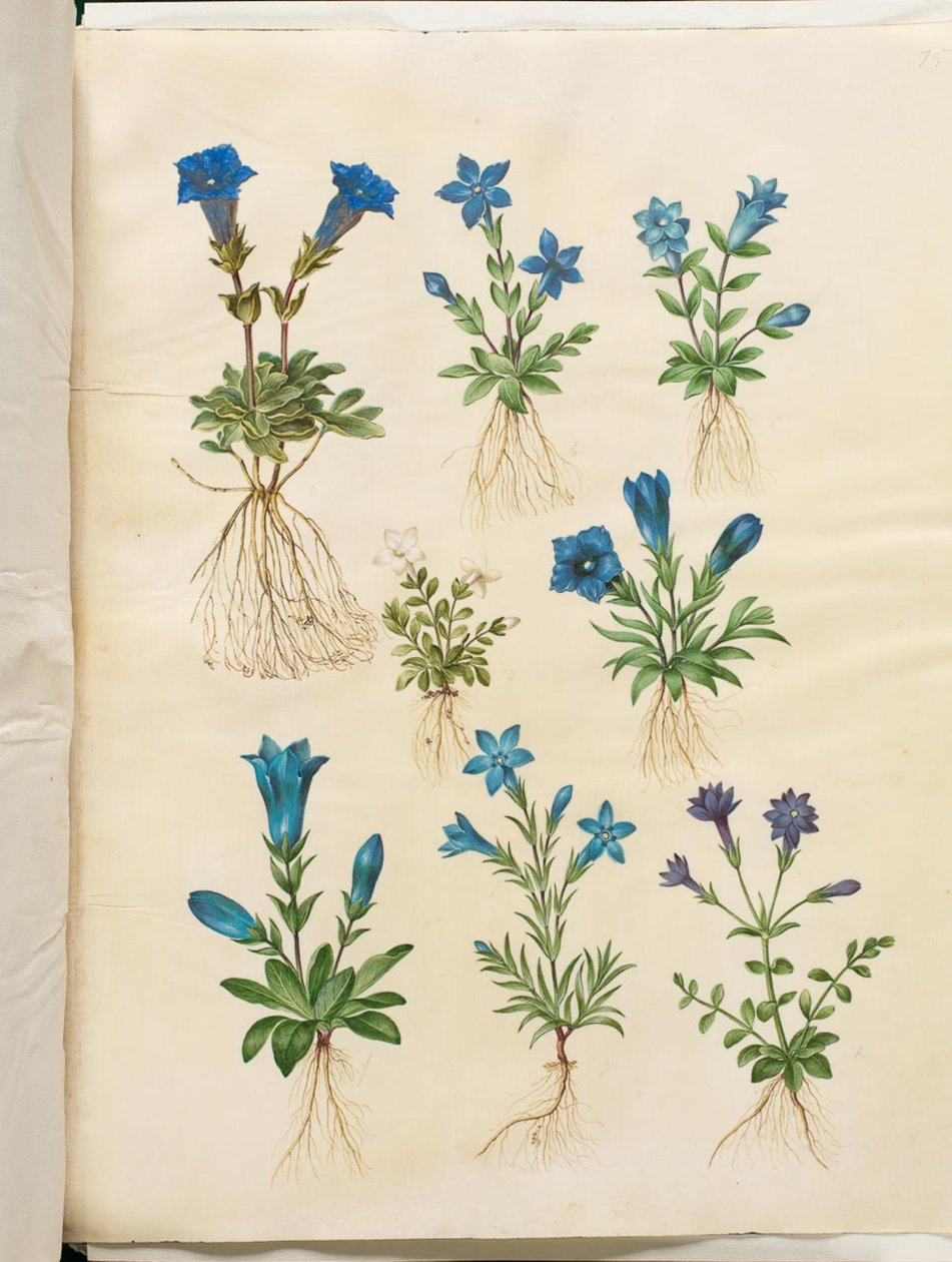 Gentiana acaulis (genciana sin tallo); Gentiana verna (genciana de primavera); Gentiana acaulis (genciana sin tallo); Gentiana (especie de genciana) de Hans Simon Holtzbecker