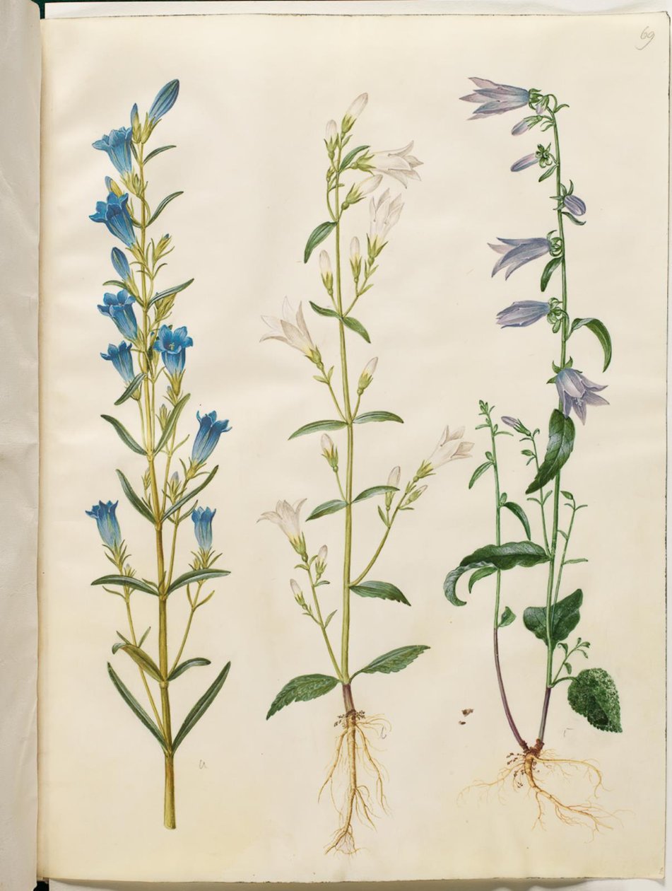 Gentiana pneumonanthe (genciana de campana); Campanula patula (campanilla); Campanula rapunculoides (campanilla unilaterales) de Hans Simon Holtzbecker
