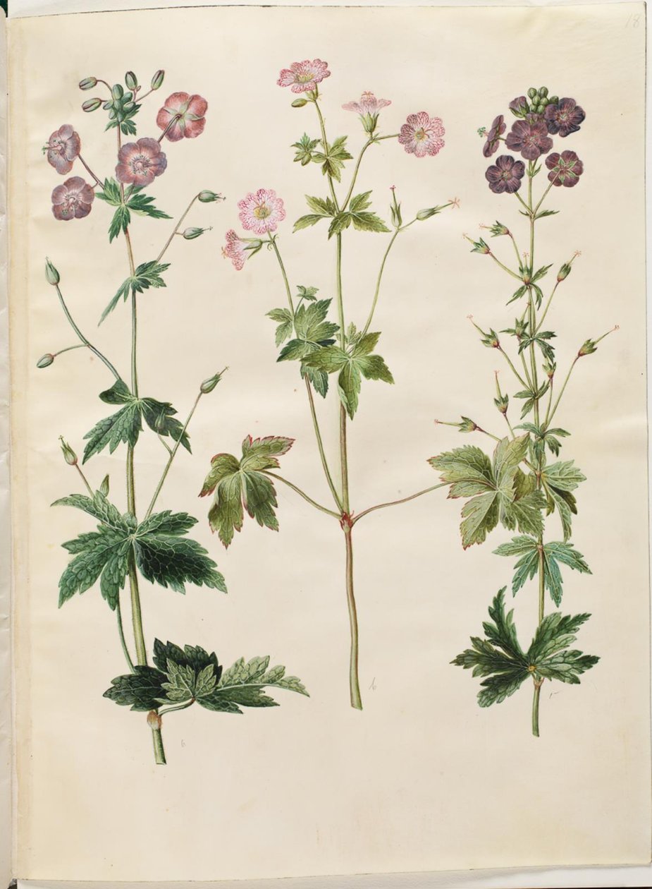 Geranium phaeum (geranio de flor oscura); Geranium versicolor (geranio de venas) de Hans Simon Holtzbecker