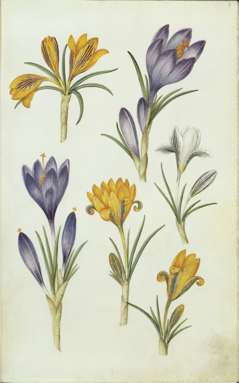 Alemán: Krokusse de Hans Simon Holtzbecker