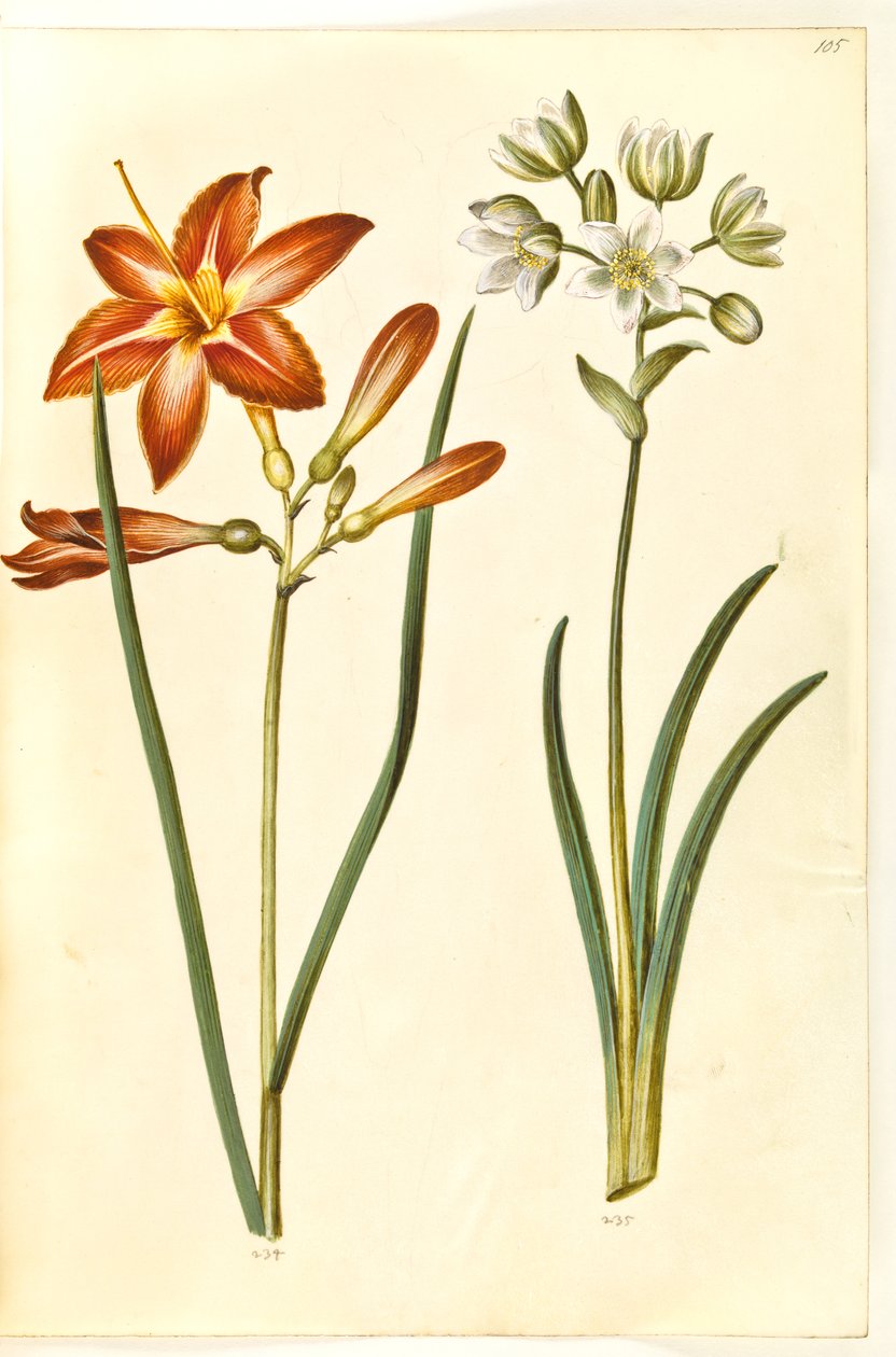 Hemerocallis fulva (lirio de día marrón); Ornithogalum arabicum (estrella de leche) de Hans Simon Holtzbecker