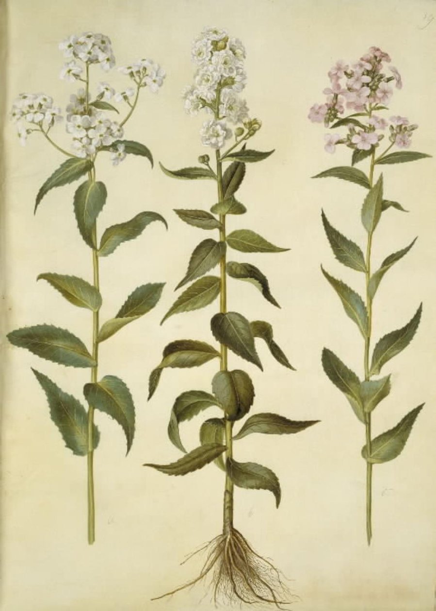 Hesperis matronalis (dama de noche) de Hans Simon Holtzbecker
