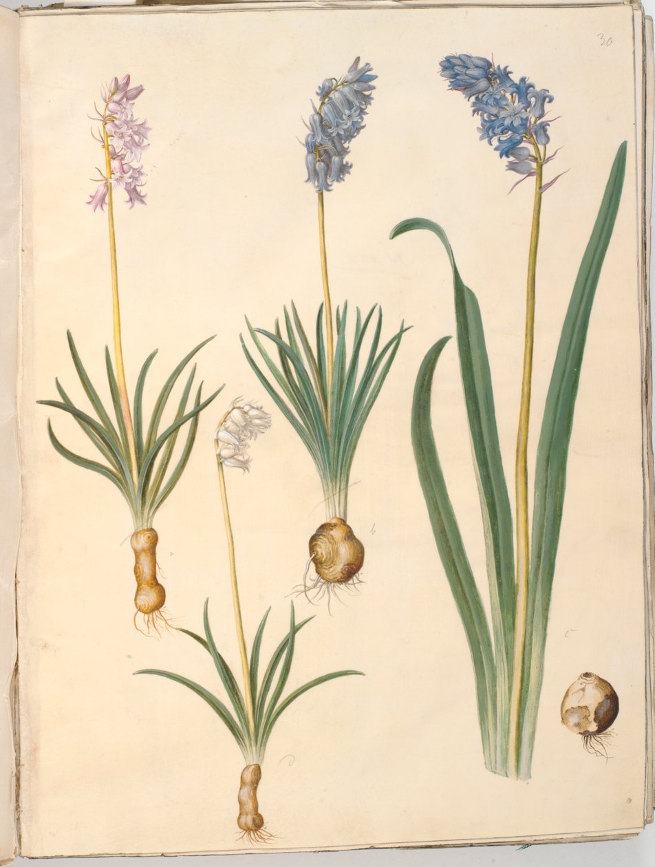 Hyacinthoides non-scripta (jacinto común); Hyacinthoides hispanica (jacinto español) de Hans Simon Holtzbecker