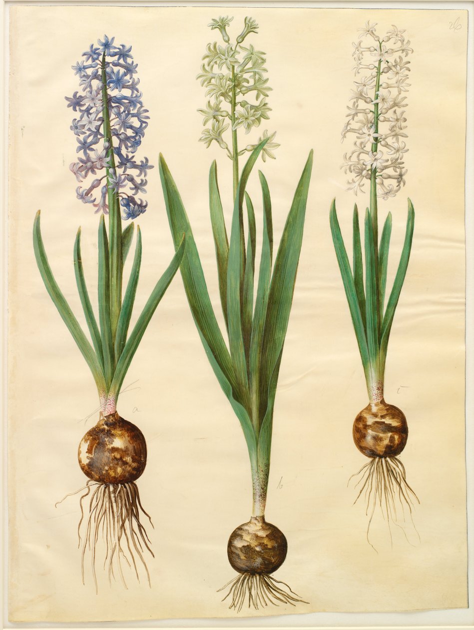 Hyacinthoides orientalis simp et pl de Hans Simon Holtzbecker