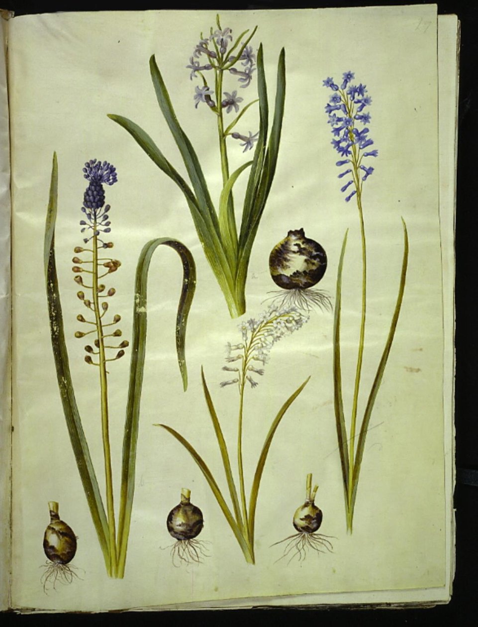 Hyacinthus orientalis (jacinto común); Muscari comosum (jacinto de penacho); Brimeura amethystina (jacinto pirenaico) de Hans Simon Holtzbecker