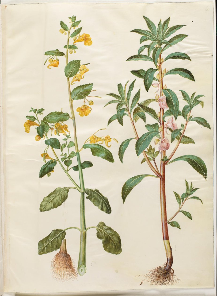 Impatiens noli-tangere (balsamina de primavera); Impatiens balsamina (balsamina de jardín) de Hans Simon Holtzbecker